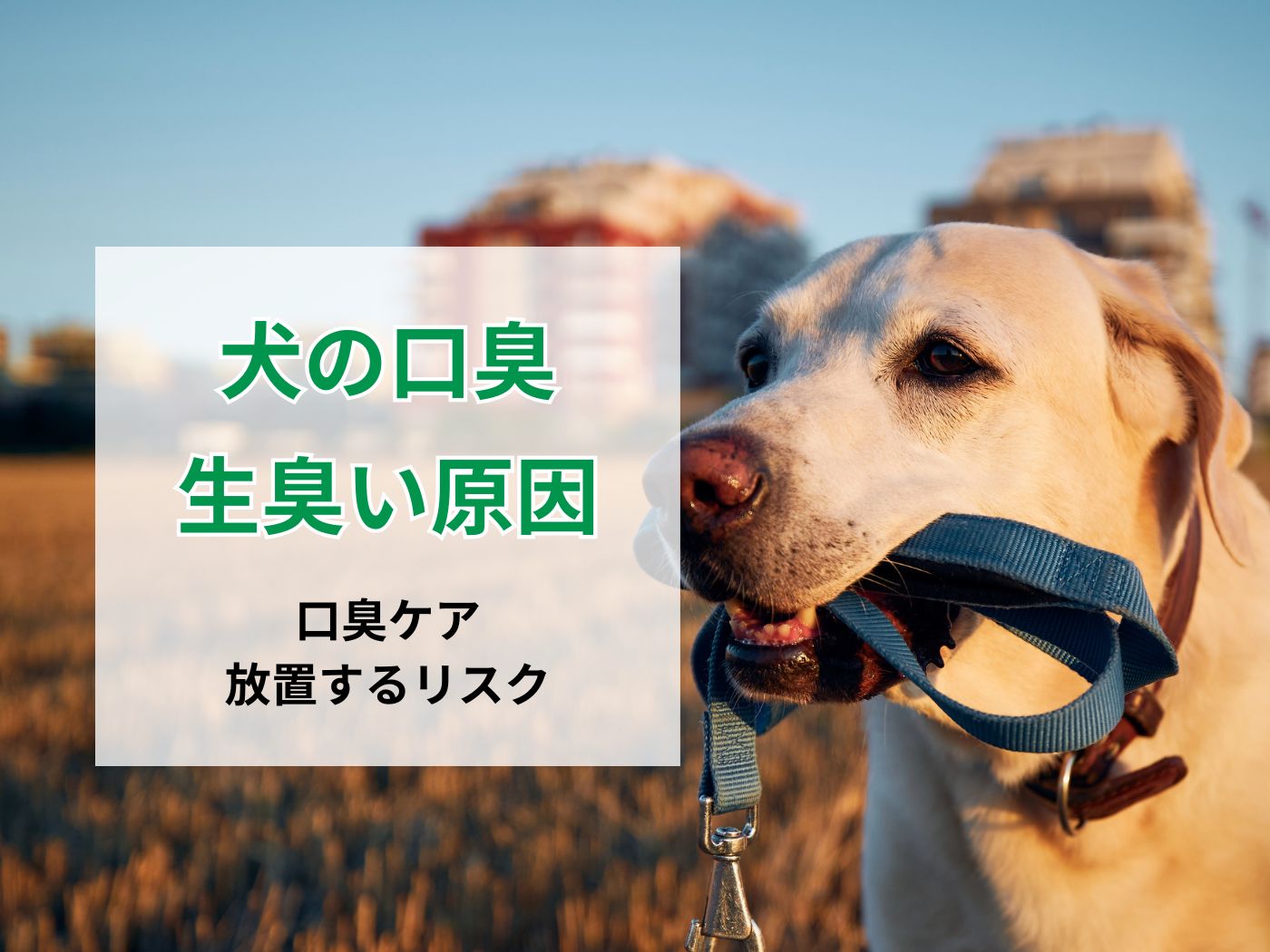 犬 口臭 生臭い